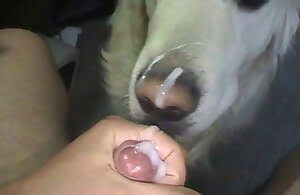 Ngọt ngào đàn ông quái và cums trên doggy của anh ấy